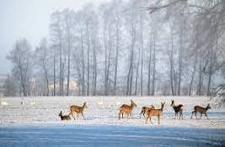 Images Gratuites : paysage, hiver, du froid, glac�, neige ...